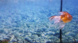 Fish species swimming around the fish tank enclosure and zooming about