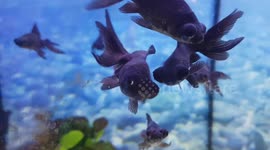 These dark colour fish species were unusual and had large eyes and a flappy tail to swim with