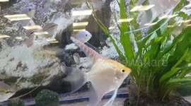 Tropical fish species looked great as they swam in a flock around the water tank
