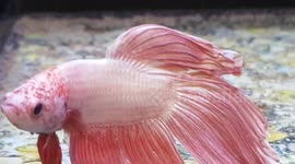 Bright Pink Tropical fish species was a great sight to see this different fish