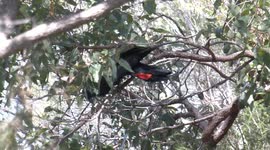 A magnificent male Red-tailed Black-Cockatoo climbing then eating a gumnut in a Marri tree