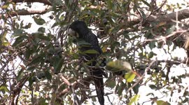 Beautiful female Red-tailed Black-Cockatoo shredding a Marri gumnut to extract the seeds