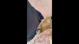 Deer attacks park-goer by biting his shirt