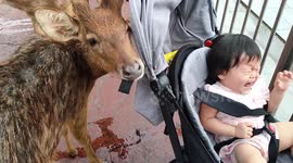 Oh deer! One-year-old toddler terrified of ruminant mammal at park in Malaysia
