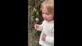 Cute two year old Delilah huffs and puffs to blow the seeds off a dandelion