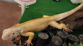 Rare Albino Iguana Reptile