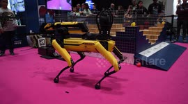 One of the fantastic Boston Dynamics robots at this years New Scientist Live