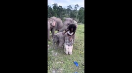Elephant calf rips model's skirt after playfully clambering over her