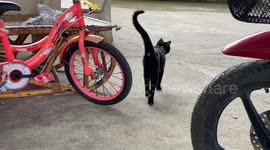Quick-thinking woman stops van with black CAT sitting on the roof