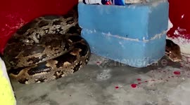 Snake catcher captures massive python hiding under house table in India