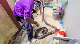 Massive 14ft-long python caught stalking pet cats and dogs in a home in Thailand