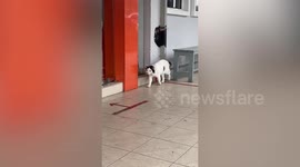 Stray cat awesome black markings resembling Elvis Presley sideburns hairstyle