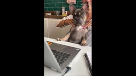 Woman treats dog with soothing shoulder massage on his 4-month birthday