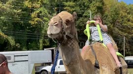 My g daughter rides a camel at the apple festival in n Georgia.