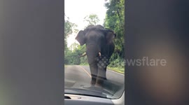 Wild elephant charges at tourist's car along mountain road in Thailand