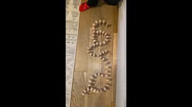 Dominoes on the lounge floor is so much fun