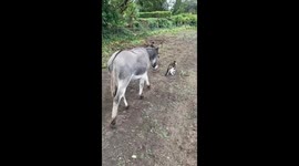 Albert the donkey loves to play, chase and tag with Tybs the cat.
