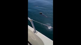 Curious seal pup takes interest in pet dog on a boat off Jurassic Coast