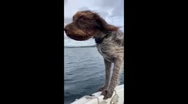 Dogs enjoying the wind in their ears while out fishing off the Cornish Coast.