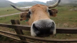 Brown cow at Lakes of Covadonga lick tourist hand and kick him with the horns when he try to touch it.