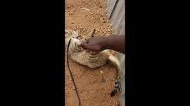 Playing with my beautiful cat she always to be good freind of mine
