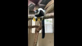 Lemur eating on top of a branch at the Taipei zoo, August 19 2022