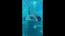 A sting ray in the main tank of the XPark aquarium in Taoyuan City, Taipei July 2022