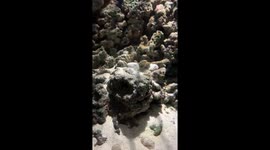 Watching small tiny cuttlefishes at the XPark aquarium in Taoyuan