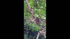 Venturing into the mountains of Easter Taiwan, where we spotted monkeys in the wild.