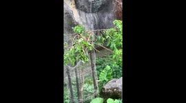 2 Monkeys monkeying around in their enclosure at the Taipei Zoo, August 2022.
