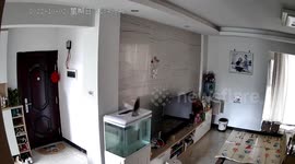 Nothing koi about this! Carp escapes tank by leaping through feeding hole