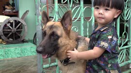 Hero pet German Shepherd saves toddler from being gored by bull
