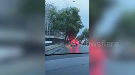 Bizarre moment three horses galloped through traffic - in the middle of London