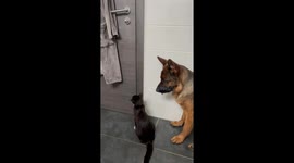 The PURRfect escape plan: German Shepherd and cat team up to open bathroom door