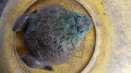 Vietnamese man catches huge frog the 'size of a chicken' in his garden