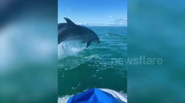 Watch as pod of dolphins swim alongside woman's jet ski, leaping out of the water multiple times