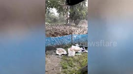 Thousands of ducks race to shelter under tent during storm in Thailand