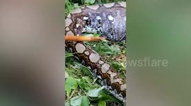 Giant python caught in durian farm after swallowing wild boar