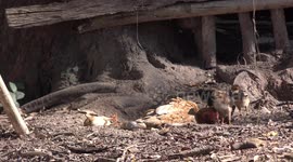 Mother hen and her chickens relax in sandy soil on a free range farm in Thailand.