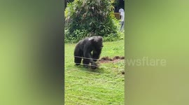 Chimpanzee becomes famous for throwing things at tourists in southern China