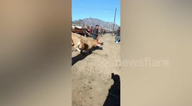 Heartbreaking footage shows kneeling cow refusing to leave owner who sold it