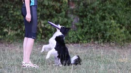 Border collie shows off remarkable skills including jumping off owner's back and catching frisbee