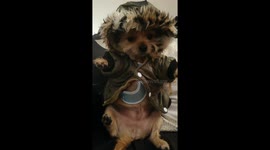 Prrrrrr! Puppy has hilarious reaction trying on winter coat