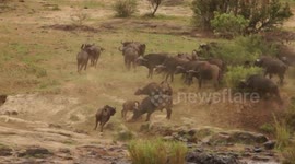 Buffalo team up to save calf from attacking lions in South Africa