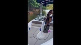 Family in hysterics as dad wrestles goat off boat after it started stealing snacks