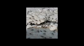 THE LIFE OF ANTS  IN INDIA , ANTS MOVING EGGS AND LARVAE IN GARDEN