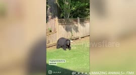 Hungry bear invades Vancouver resident's back garden just to raid hummingbird feeder and bask in the sun during 'Fat Bear Week'