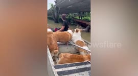 Six pet Corgi dogs flee flooded home on boat in Thailand