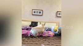 Playful pet French bulldog teases parrot friend