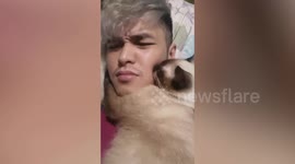 Clingy pet Siamese cat hugs and kisses owner's cheek before bedtime
